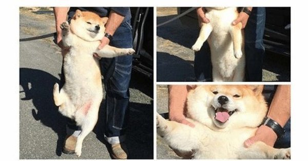 Смешные собаки мемы