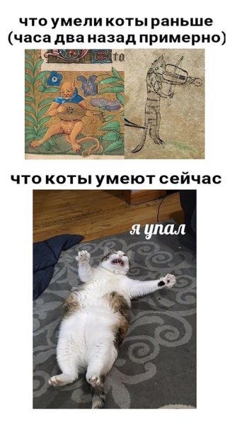 Кот Мем
