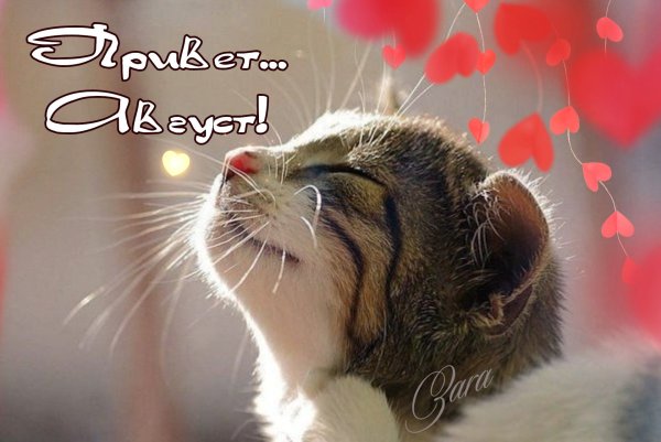 Счастливый кот