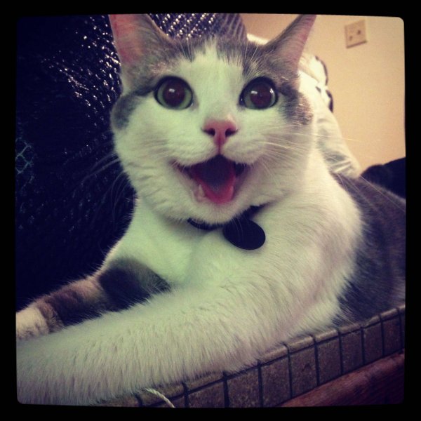 Кот улыбается