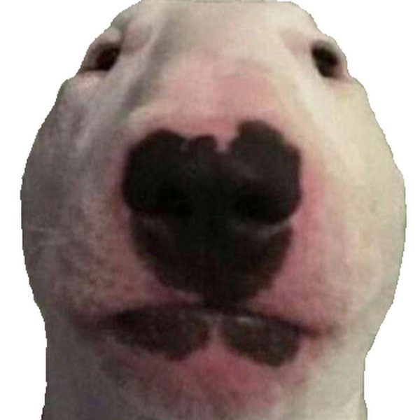 Белая собака Мем