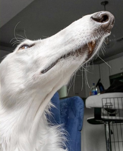 Русская борзая Эрис