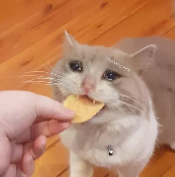 Котик ест чипсы