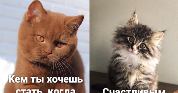 Котик с вопросом