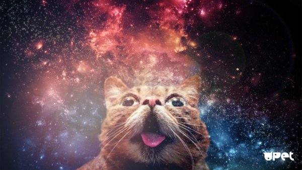 Котмышеские коты