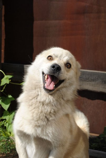 Смешные бобики