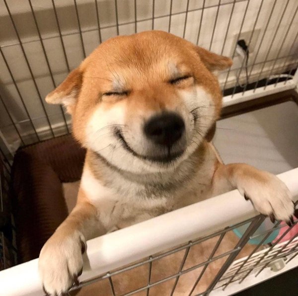 Собака бобик