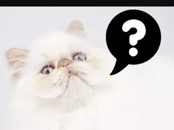 Котик с вопросом