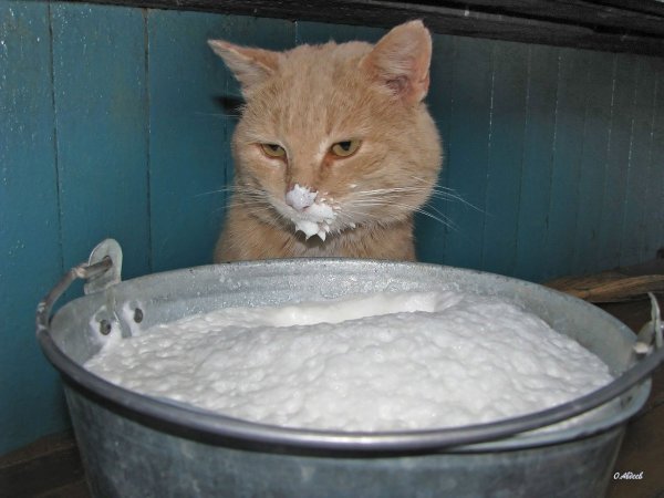 Кот в сметане