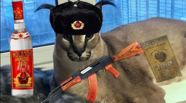 Кот военный