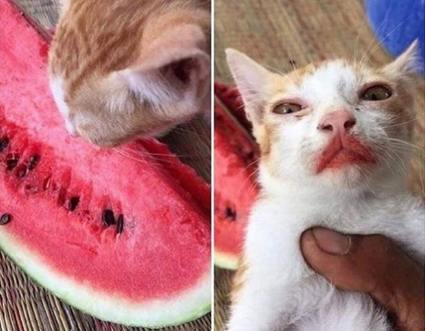 Котенок ест Арбуз