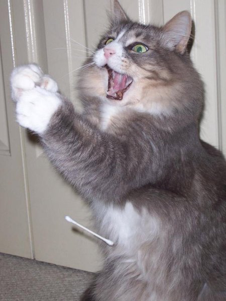 Кот аплодирует