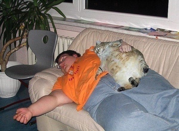 Толстый кот объелся и лежит