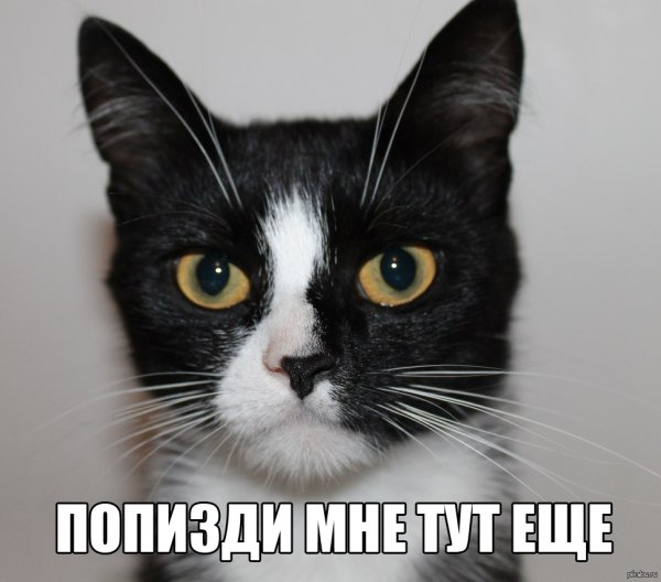 Котики с матами