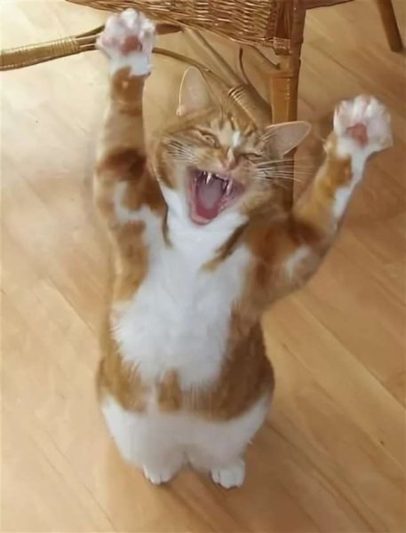 Котенок смешной радуется