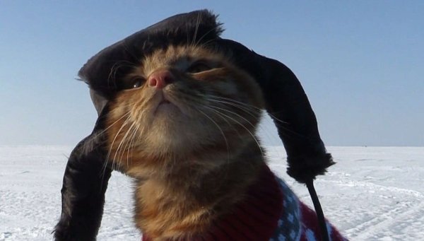 Кот в ушанке