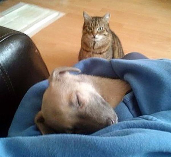 Кот дрыхнет