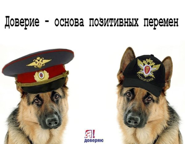 Овчарка в милицейской фуражке