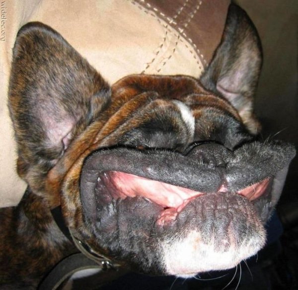 Смешные собаки