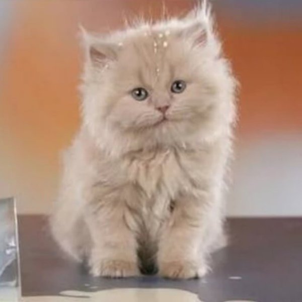 Мемы с котятами