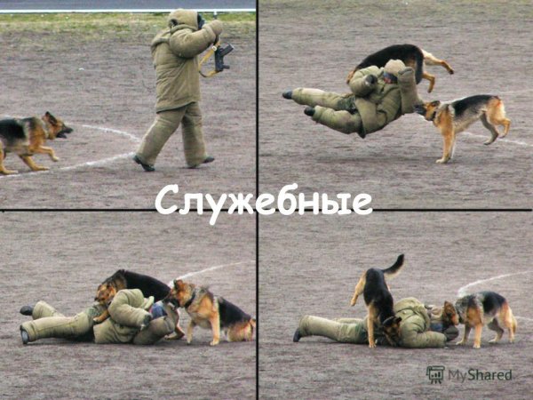 Служебное собак смешное