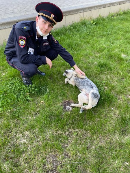 Полицейский с собакой