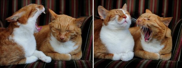 Кот ругается