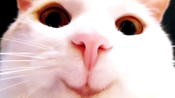 Радостный кот