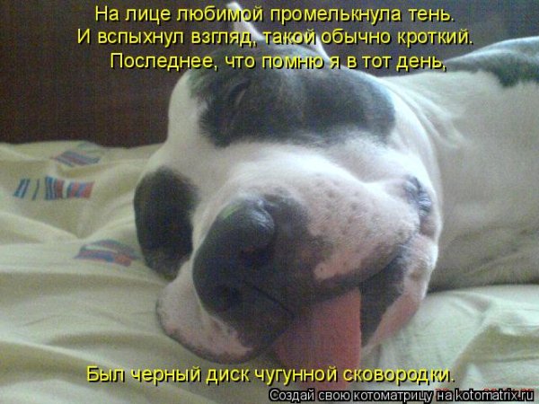 Собака устала