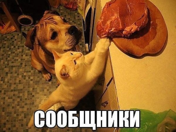 Бобик Мем с собакой