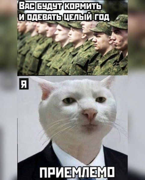 Приемлемо кот