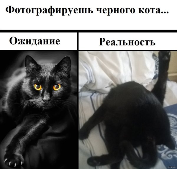 Мемы с котами смешные черный