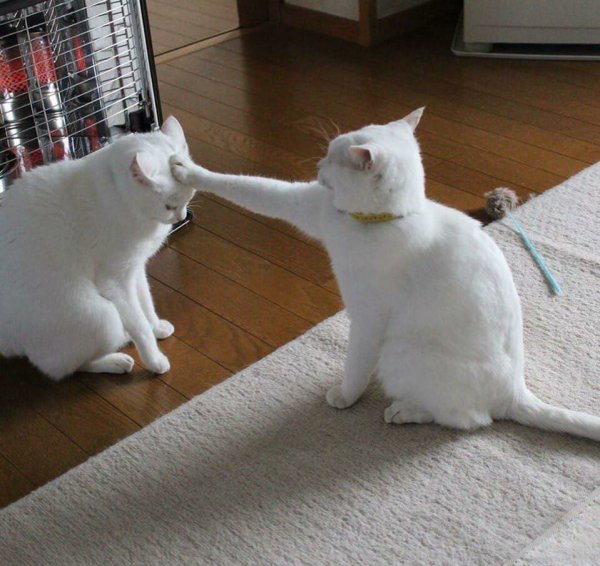 Приколы про кошек