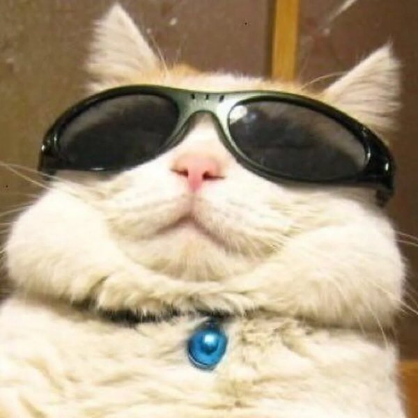 Смешной кот в очках