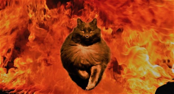 ЭПИЧНЫЙ кот