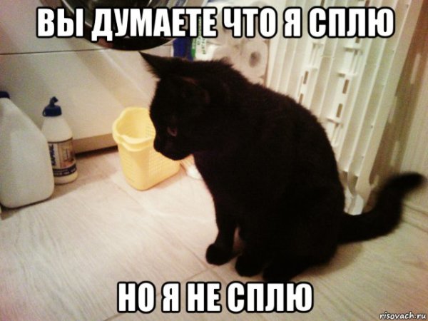 Кот спит мемы