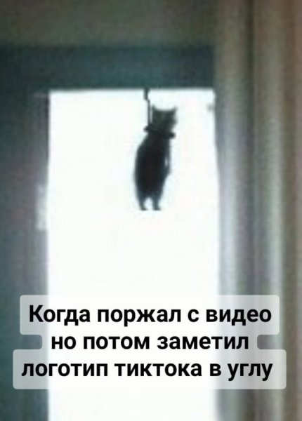 Кот повесился Мем