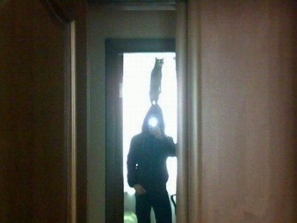 Кот повесился