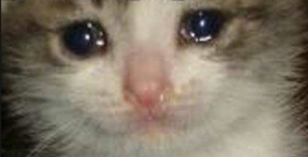 Плачущий кот