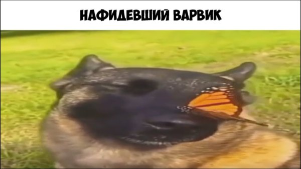 Собака с бабочкой на носу