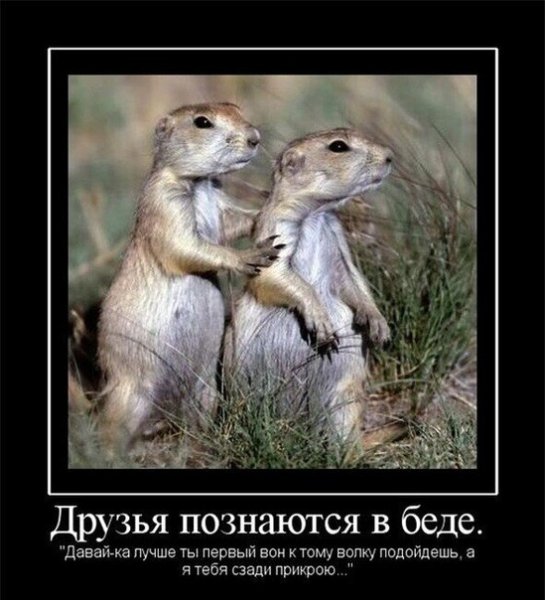 Настоящие друзья юмор