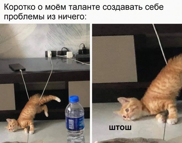 Талантливый кот
