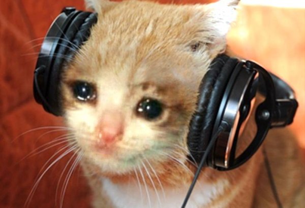 Кот в наушниках плачет