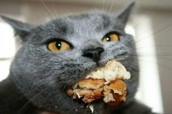Коты мемы жрать