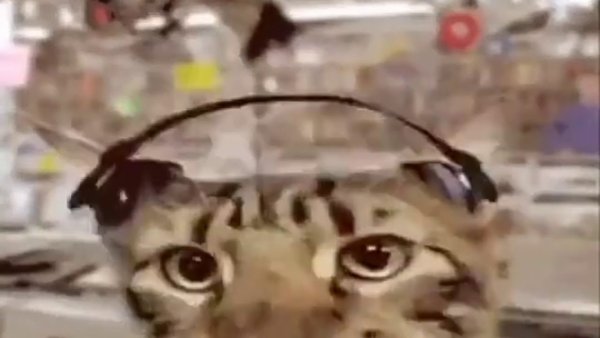 Кот из мема в наушниках