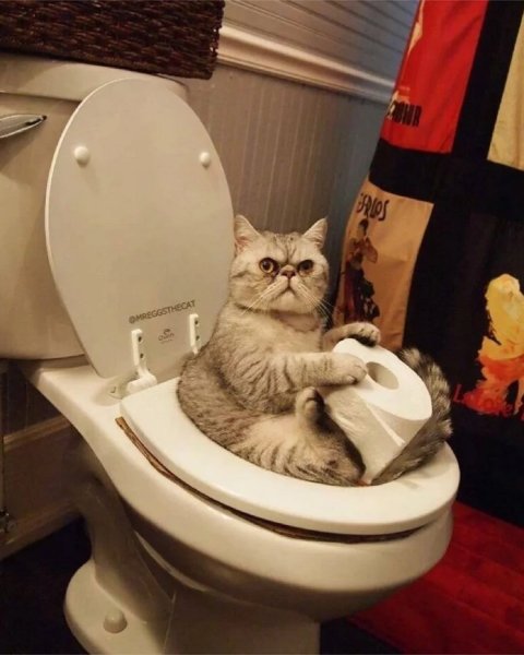 Кот сидит на унитазе