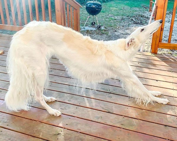 Русская псовая борзая Эрис