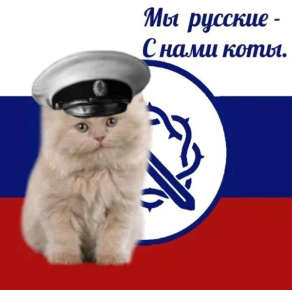 Я русский Мем с котом
