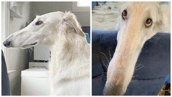 Русская борзая Эрис