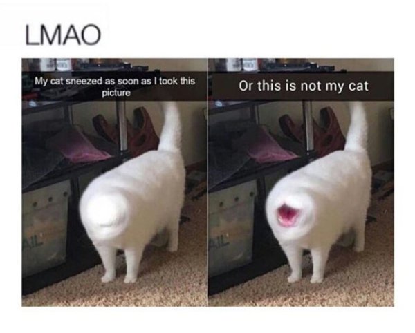 Орущий кот Мем